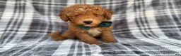 Mini Aussiedoodle dogs for sale: Ozzy - Ad 6