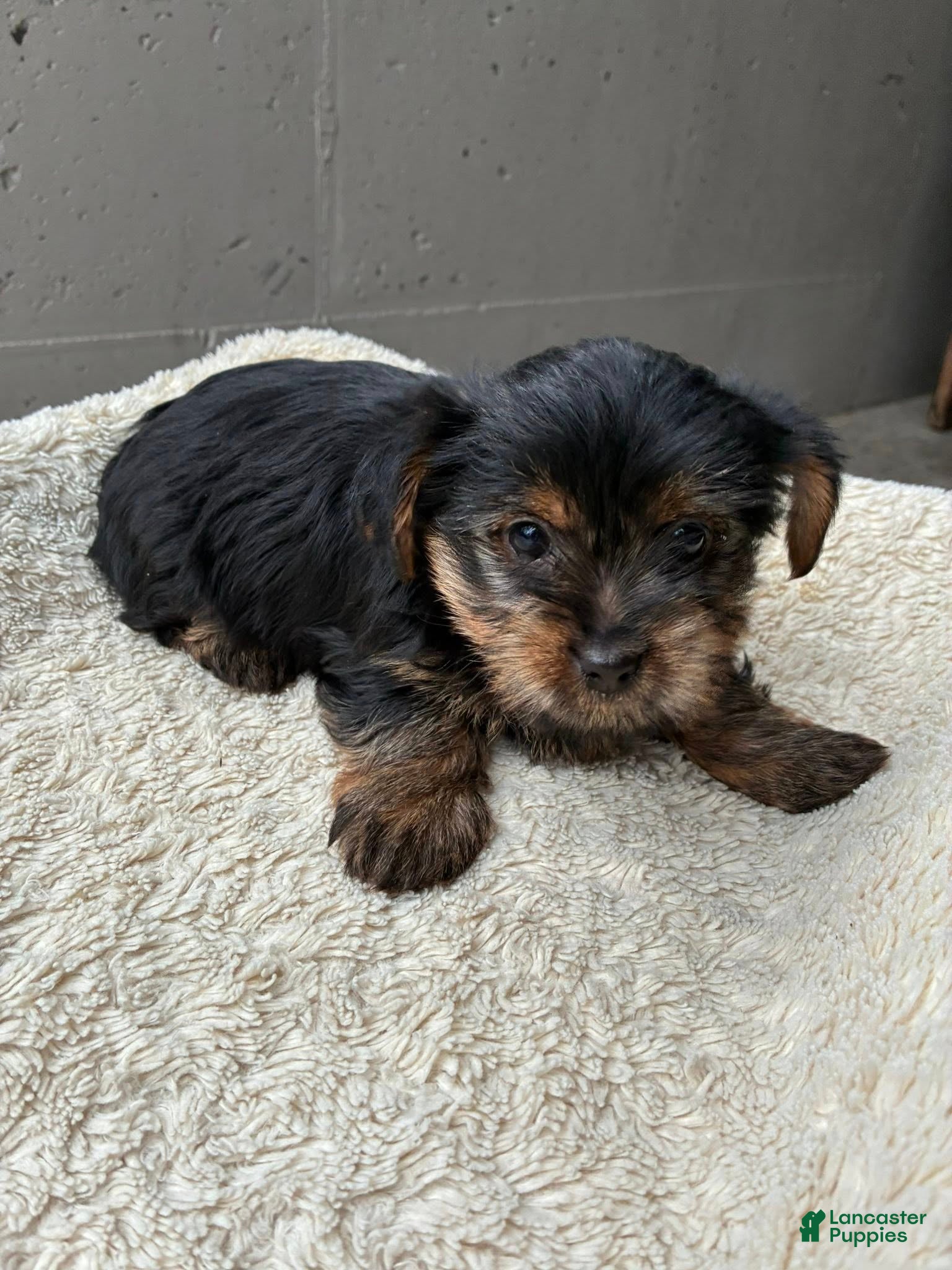Yorkshire Terrier dogs Angel - Ad 1