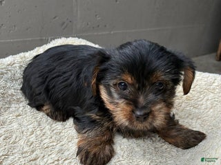 Yorkshire Terrier dogs Angel - Ad 27