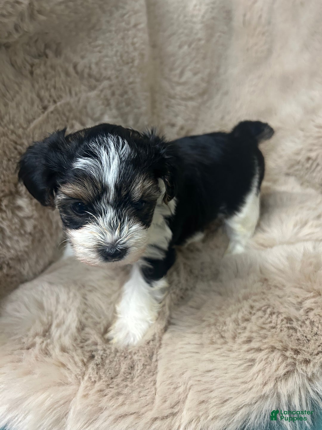 Morkie dogs for sale: Charlie - Ad 3