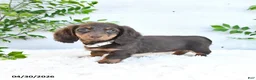 Miniature Dachshund dogs for sale: Megan - Ad 2