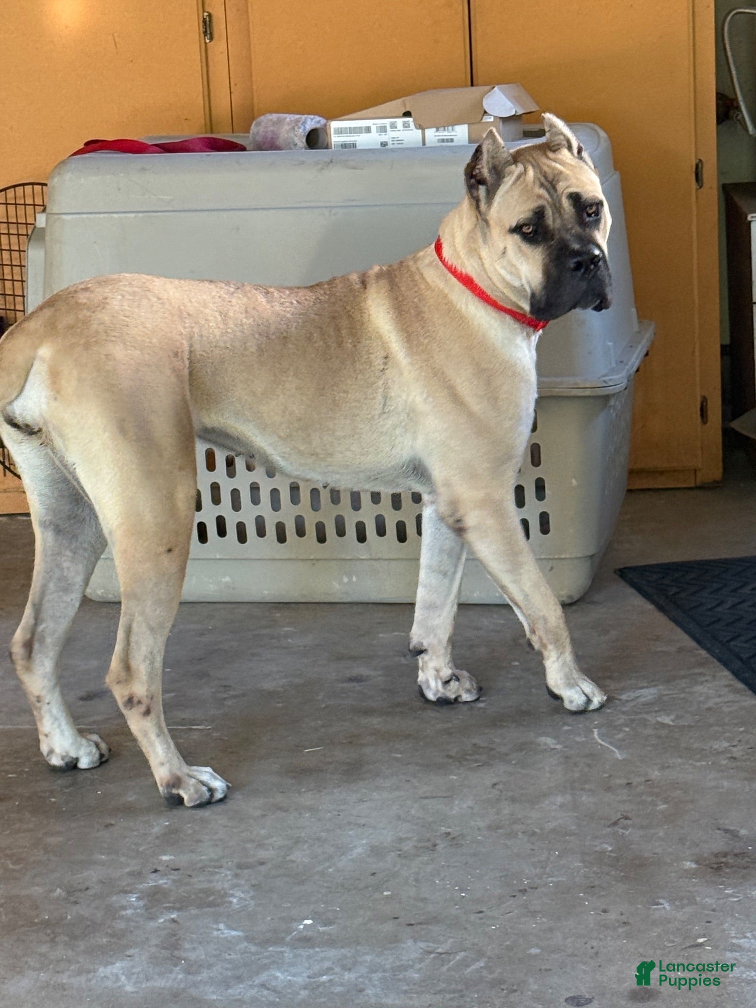 Cane Corso dogs Cane Corso 3 - Ad 2
