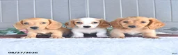 Miniature Dachshund dogs for sale: Twinkie - Ad 3