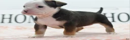 Mixed Breed dogs for sale: Queen - Ad 7