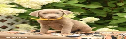 Labrador Retriever dogs for sale: Malcolm - Ad 3