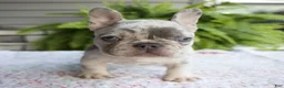 French Bulldog dogs for sale: Rubble - Ad 5
