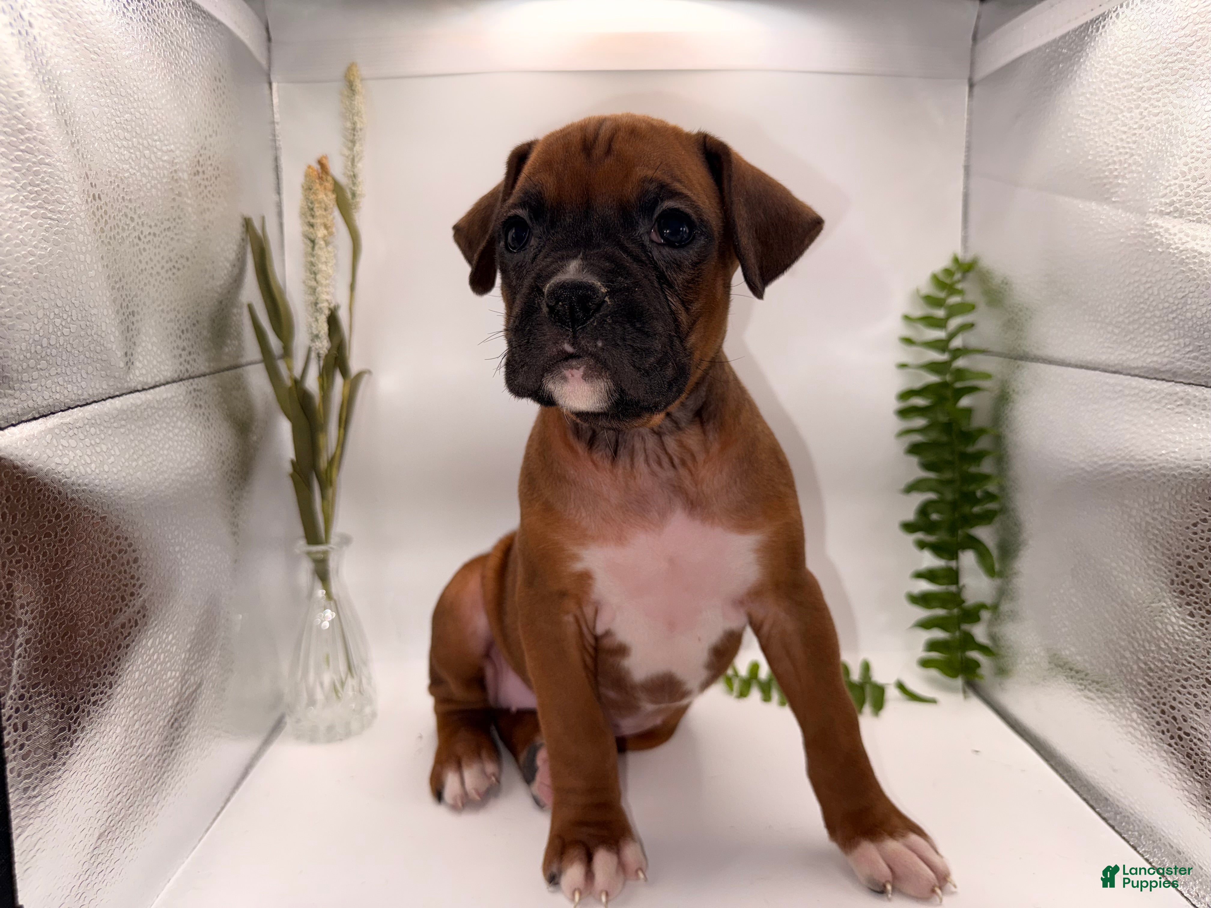 Boxer dogs Callie - Ad 21