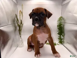 Boxer dogs Callie - Ad 25