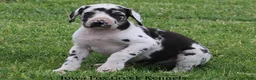 Great Dane dogs for sale: Molly - Ad 7