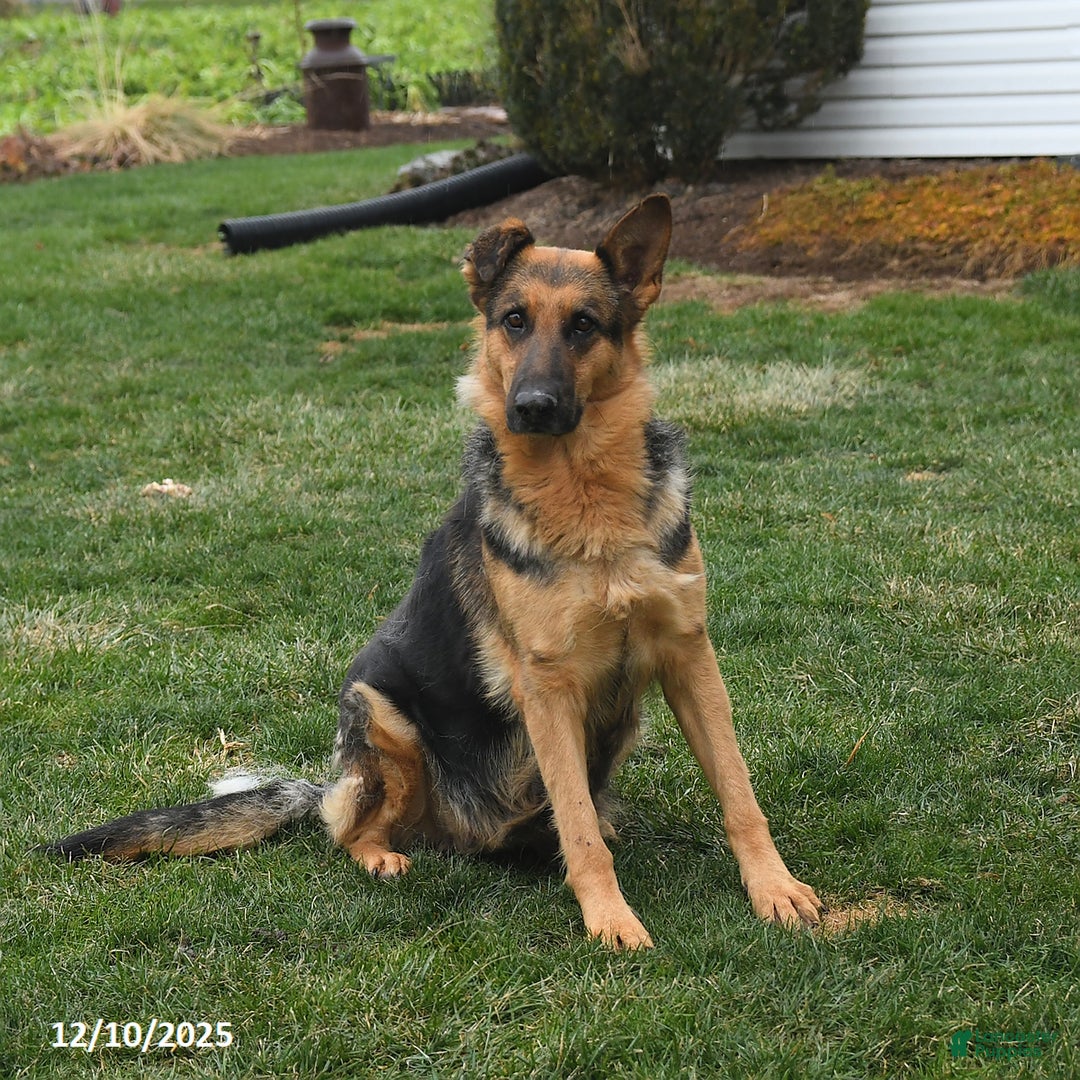 German Shepherd dogs for sale: Twilight - Ad 1