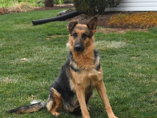 German Shepherd dogs Twilight - Ad 39