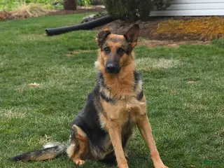 German Shepherd dogs Twilight - Ad 29