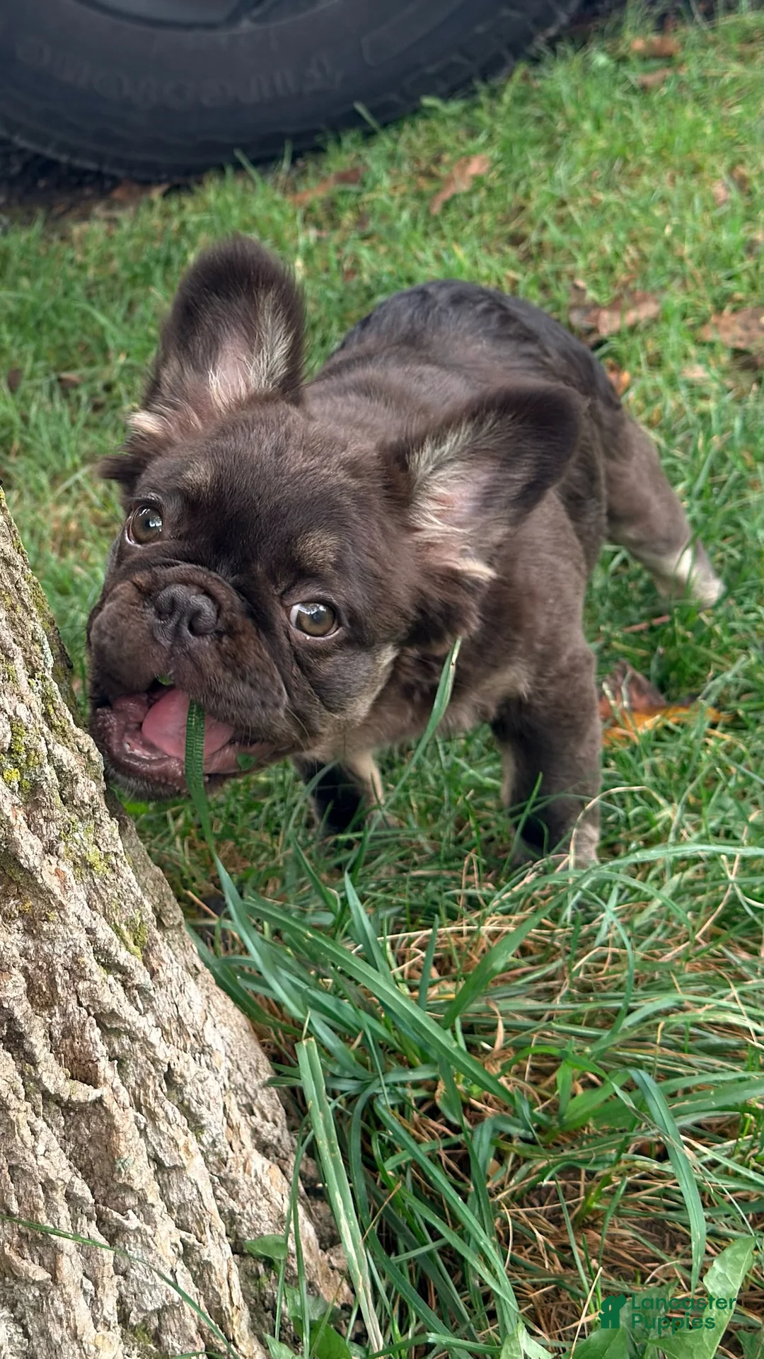 French Bulldog dogs for sale: Heidi - Ad 1