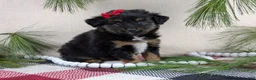 Toy Australian Shepherd dogs for sale: Brittlyn - Ad 19