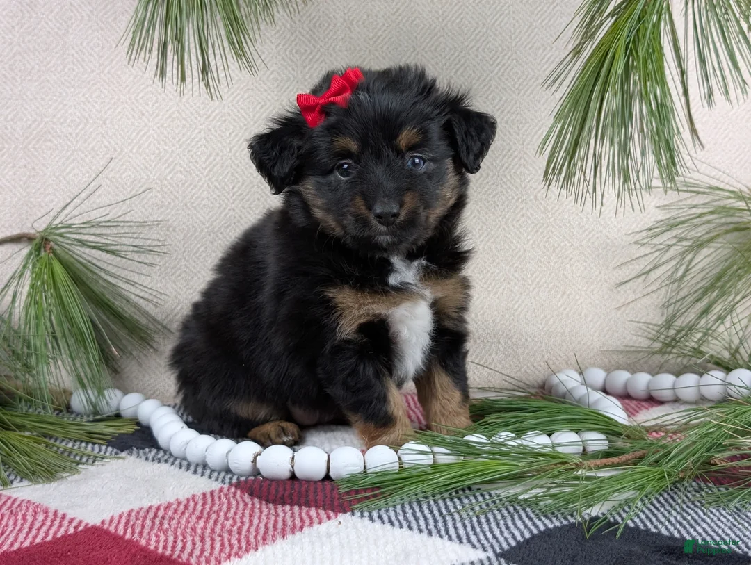 Toy Australian Shepherd dogs for sale: Brittlyn - Ad 19