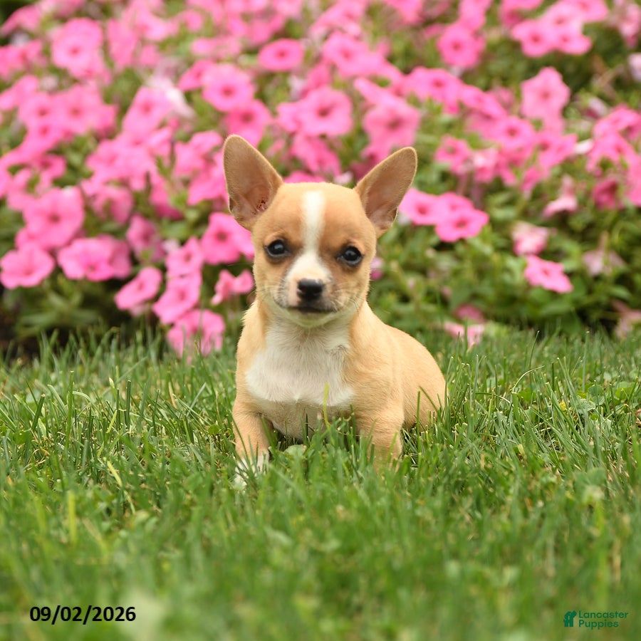 Chihuahua dogs Doc Snoopy - Ad 1