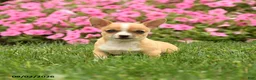 Chihuahua dogs for sale: Doc Snoopy - Ad 1