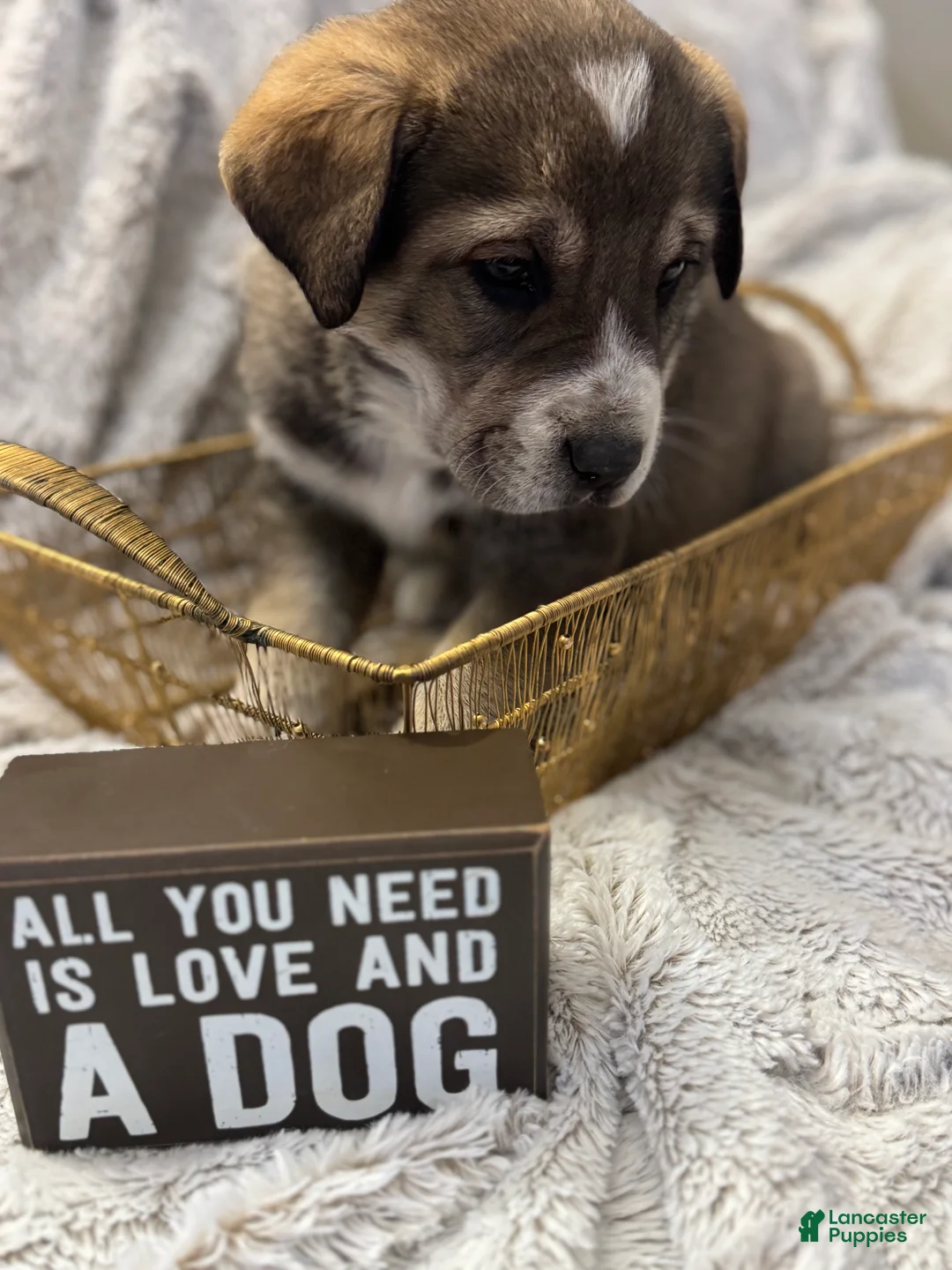 Mixed Breed dogs for sale: Sweetheart - Ad 7