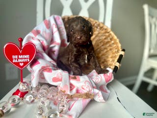 Goldendoodle dogs Ms pink - Ad 24