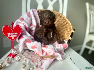 Goldendoodle dogs Ms pink - Ad 23