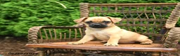 Jug dogs for sale: King - Ad 1