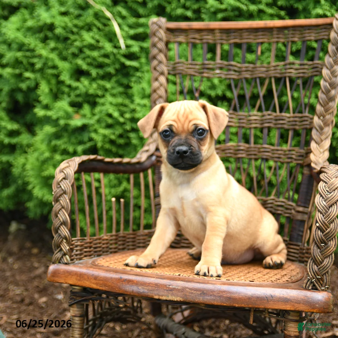 Jug dogs for sale: King - Ad 1