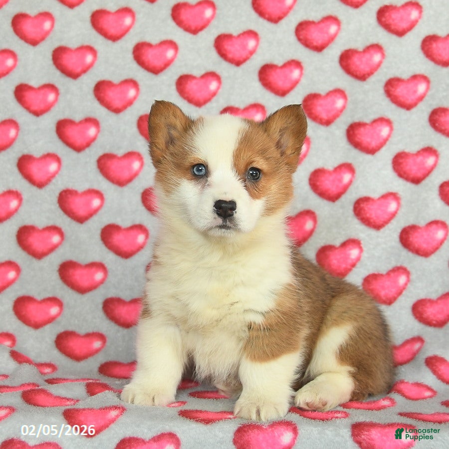 Welsh Corgi Pembroke dogs Penny  - Ad 1