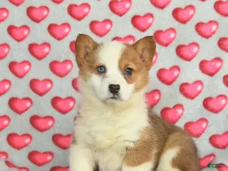 Welsh Corgi Pembroke dogs Penny - Ad 1