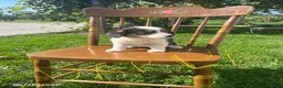 Welsh Corgi Pembroke dogs for sale: Darla - Ad 3