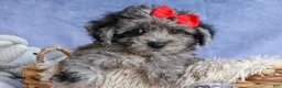 Bichpoo dogs for sale: NORMAN - Ad 14