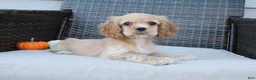 Cocker Spaniel dogs for sale: Flame - Ad 7