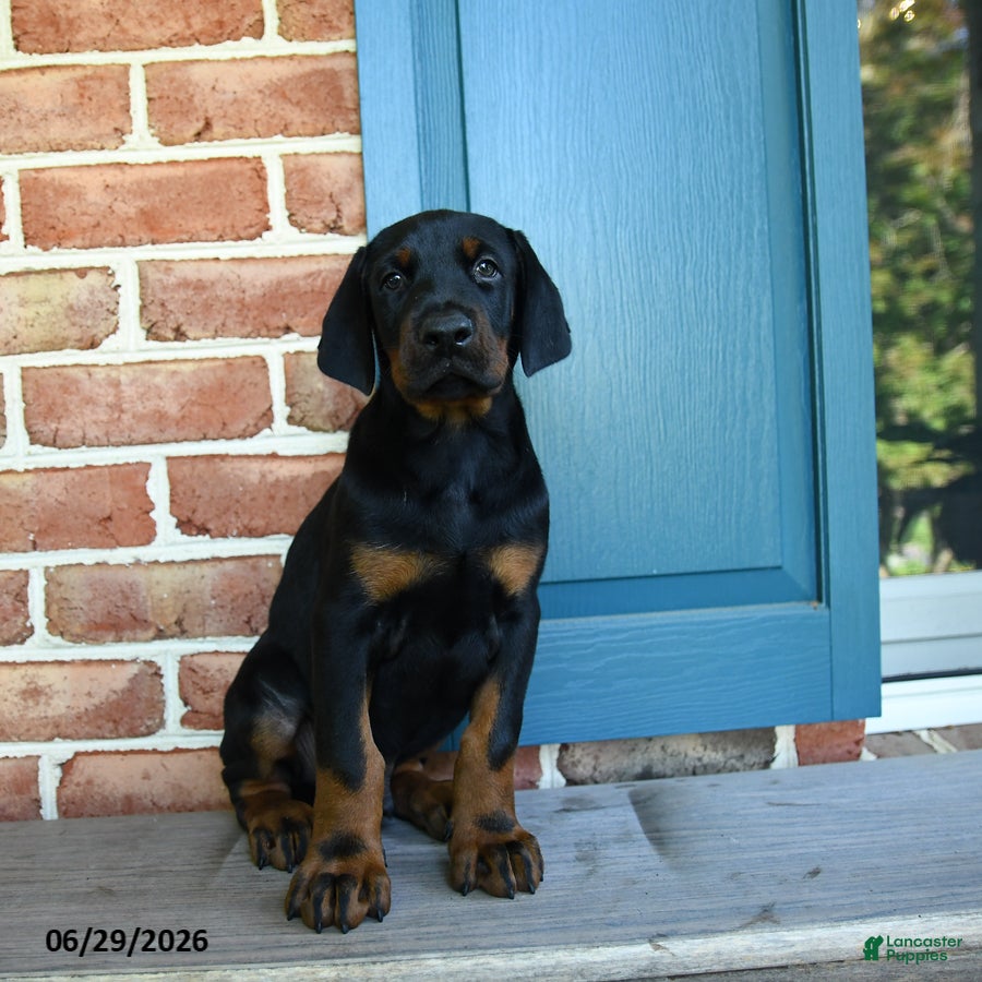 Doberman Pinscher dogs Dex  - Ad 1