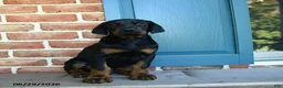 Doberman Pinscher dogs for sale: Dex  - Ad 1