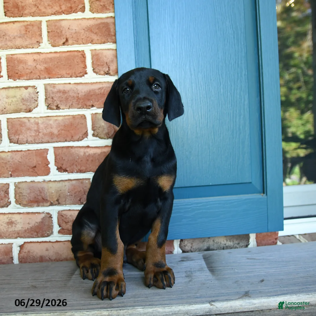 Doberman Pinscher dogs for sale: Dex  - Ad 1
