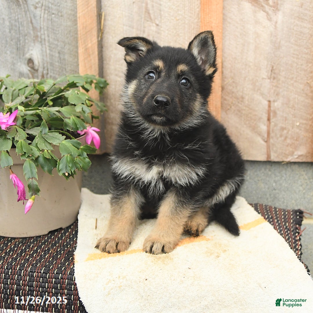 German Shepherd dogs for sale: Doc - Ad 3