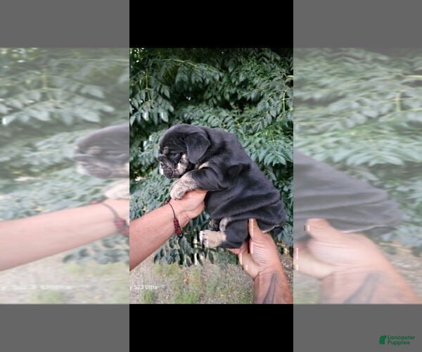 English Bulldog dogs BUBBLES - BLACK TAN TRI MICRO IN CALI - USA DELIVERY - Ad 24