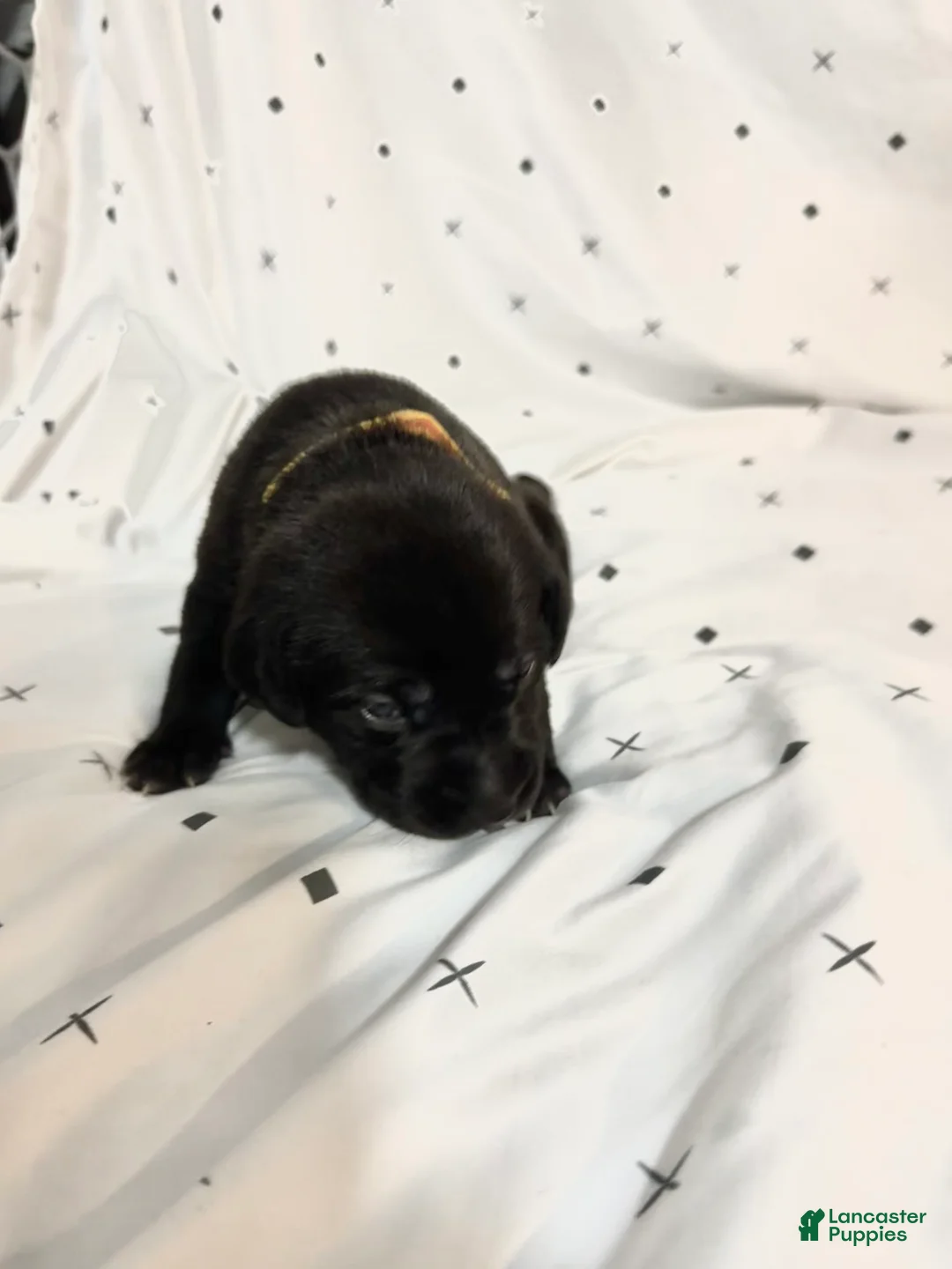 Mixed Breed dogs for sale: Mixed Breed Puppy 2 - Ad 1