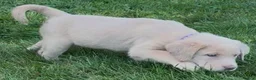 Labrador Retriever dogs for sale: Labrador Retriever 1 - Ad 9
