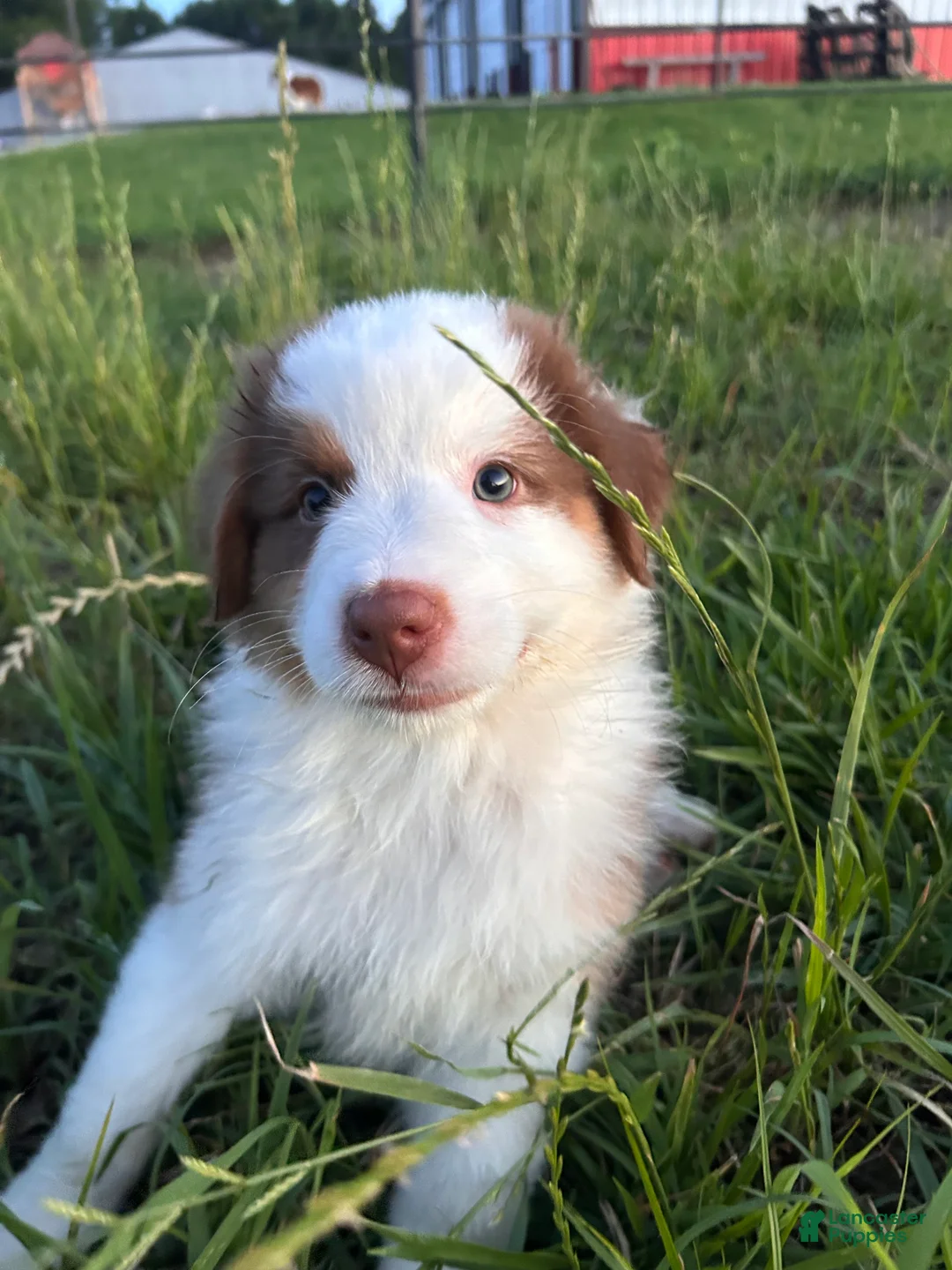 Australian Shepherd dogs for sale: “Millie” Red Tri Female  - Ad 1