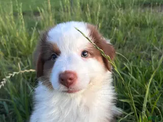 Australian Shepherd dogs for sale: “Millie” Red Tri Female - Ad 3