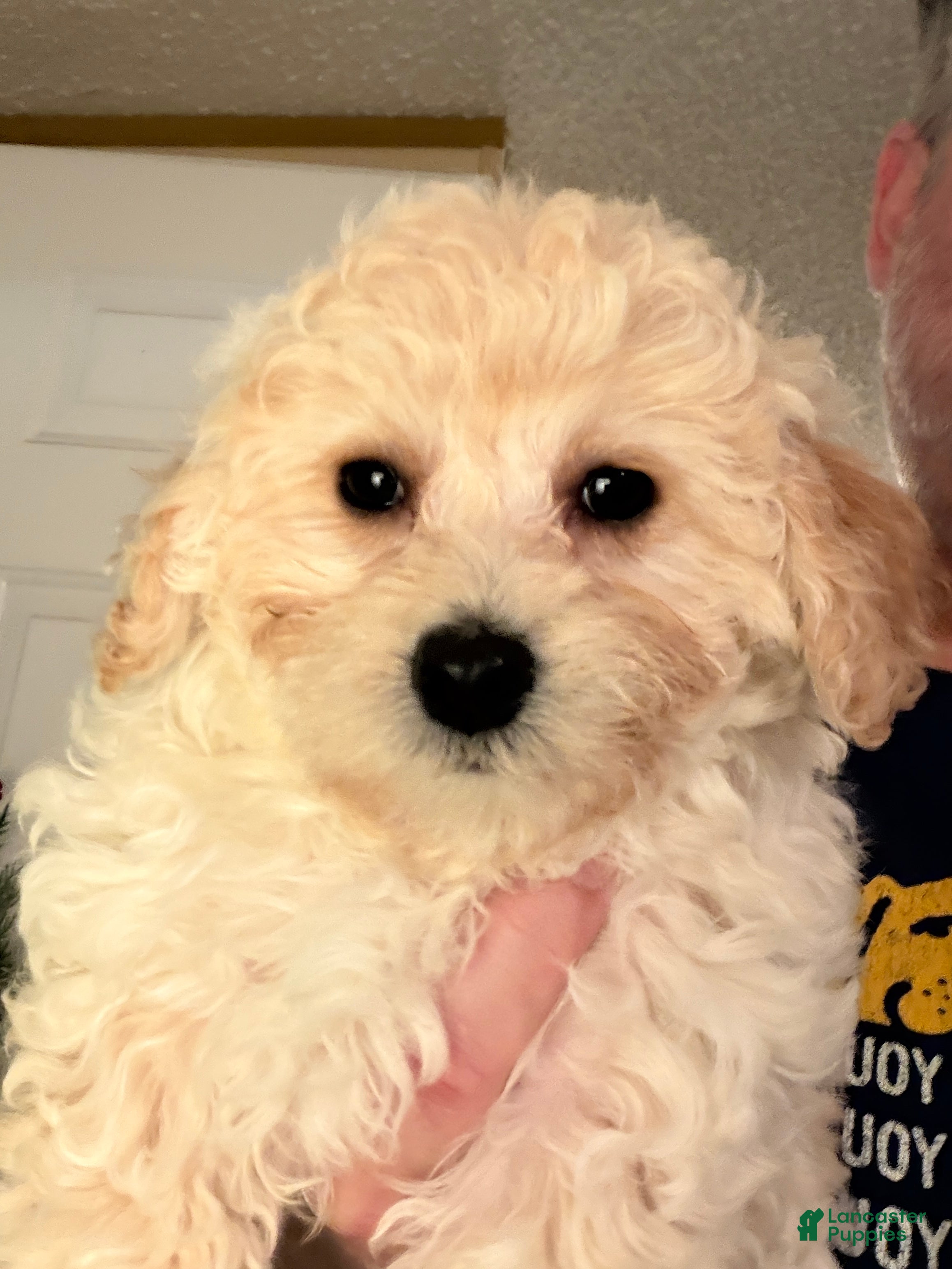 Bichpoo dogs Goldie - Ad 22