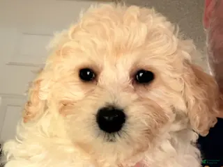 Bichpoo dogs Goldie - Ad 2