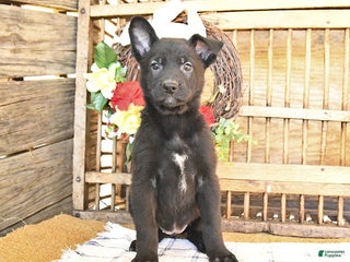 Mixed Breed dogs - Ad 42