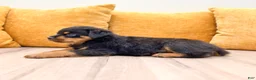 Rottweiler dogs for sale: Jake - Ad 4