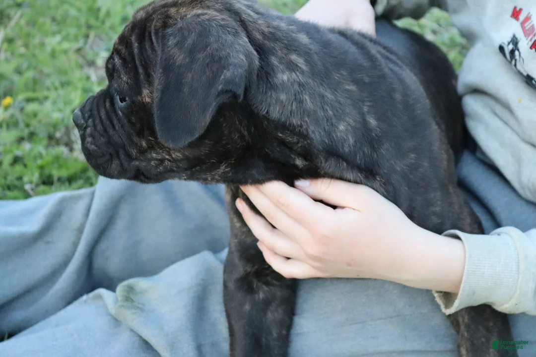 Cane Corso dogs for sale: Brix  - Ad 2