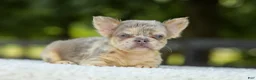French Bulldog dogs for sale: Lacy - Ad 9