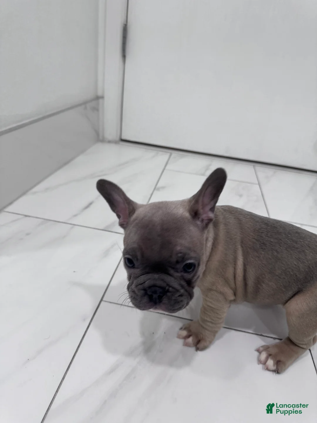 French Bulldog dogs for sale: French Bulldog Puppy 2 - Ad 2