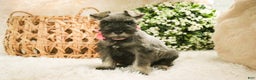 Miniature Schnauzer dogs for sale: Millie - Ad 2