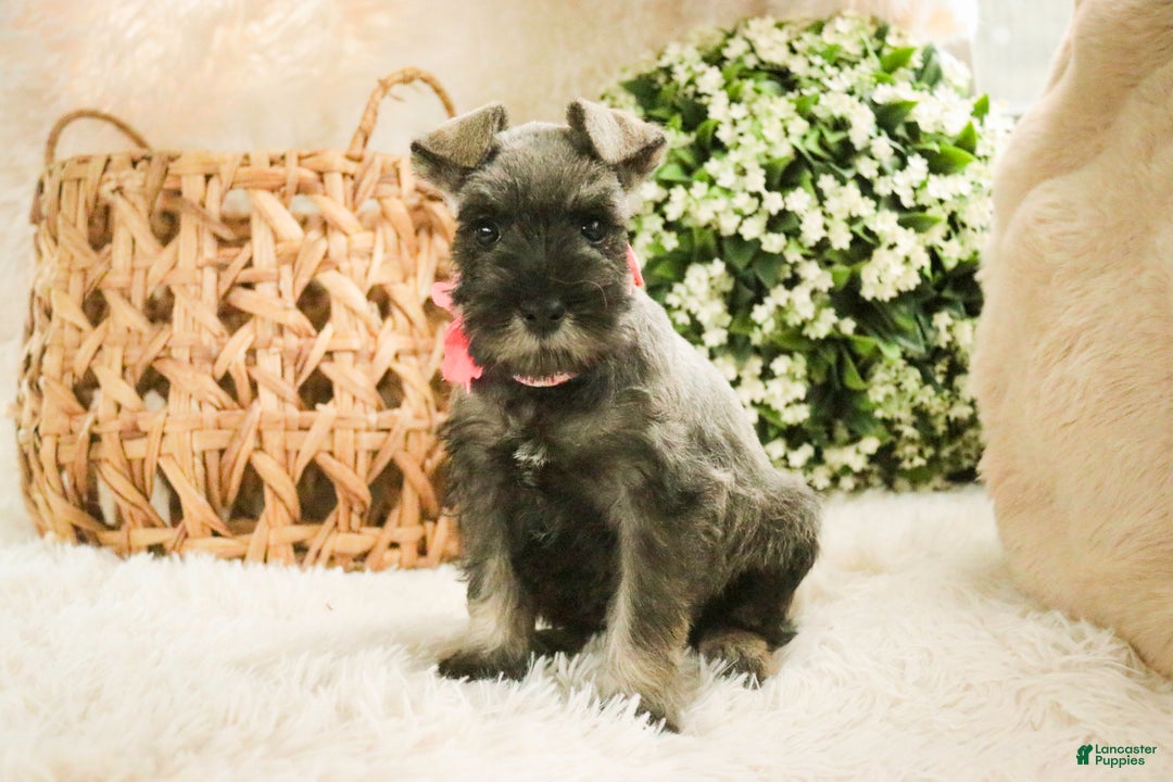 Miniature Schnauzer dogs for sale: Millie - Ad 2