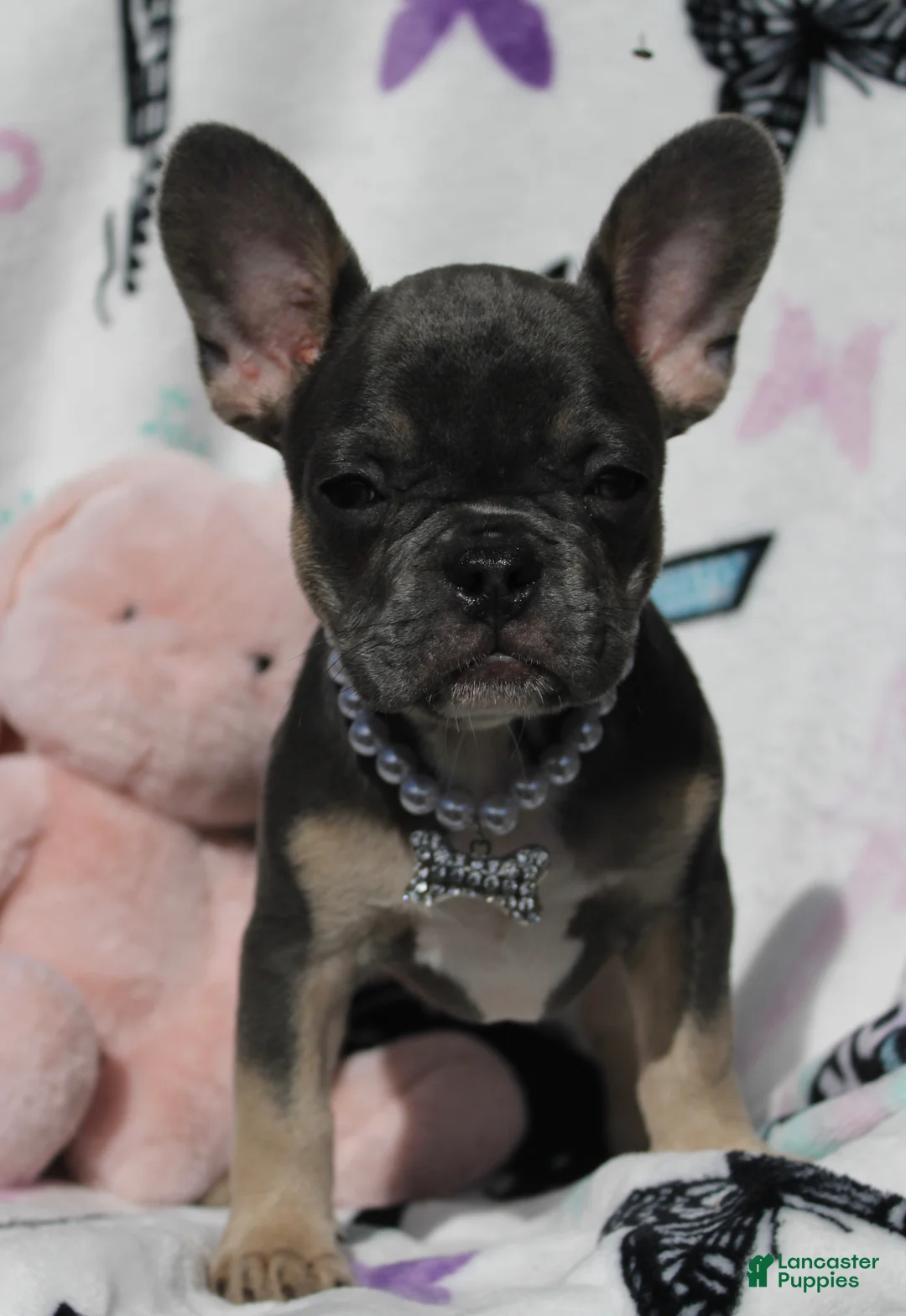 French Bulldog dogs for sale: Oliver - Ad 2